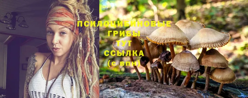 Псилоцибиновые грибы Psilocybine cubensis  Болотное 